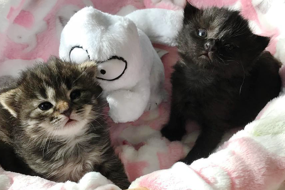 2 Orphaned Kittens Become Siblings to 3 Tinier Rescued Kittens in Need of Love.