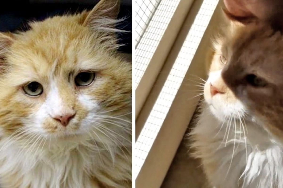 Cat Walked 12 Miles Back to His Original Family But Met with Heartbreak, Now Finds New Home!