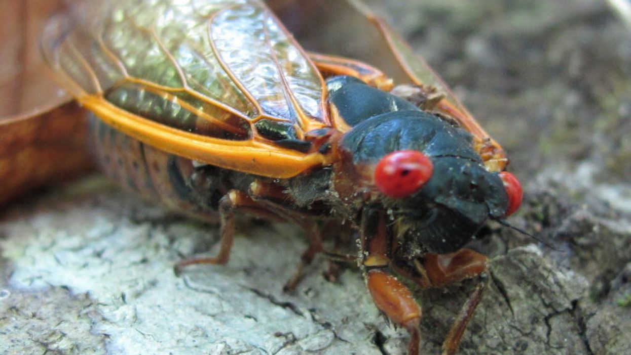 You can eat cicadas, and does this mean we can start calling them 'land shrimp'?