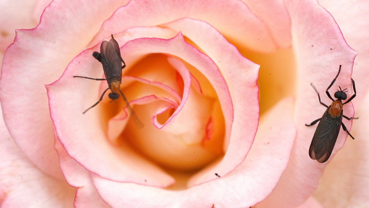 15 annoying pests all Southerners have had to deal with once