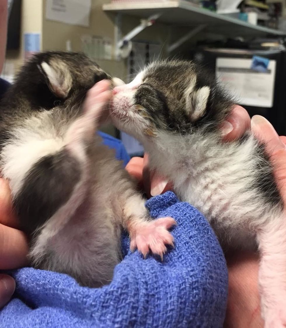 Kitten Who Lost His Brother, Clings to Foster Family for Comfort ...