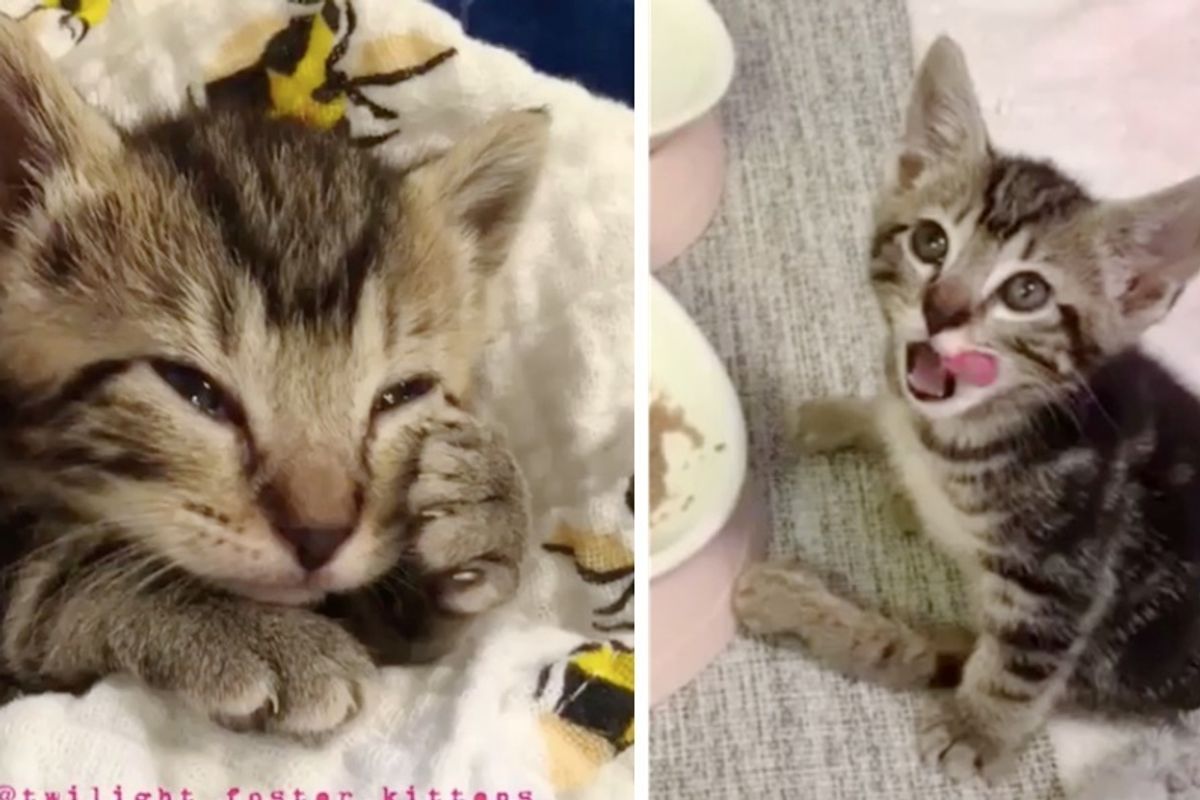 Kitten Who Can't Use Back Legs, Lets Nothing Stop Him from Loving Life