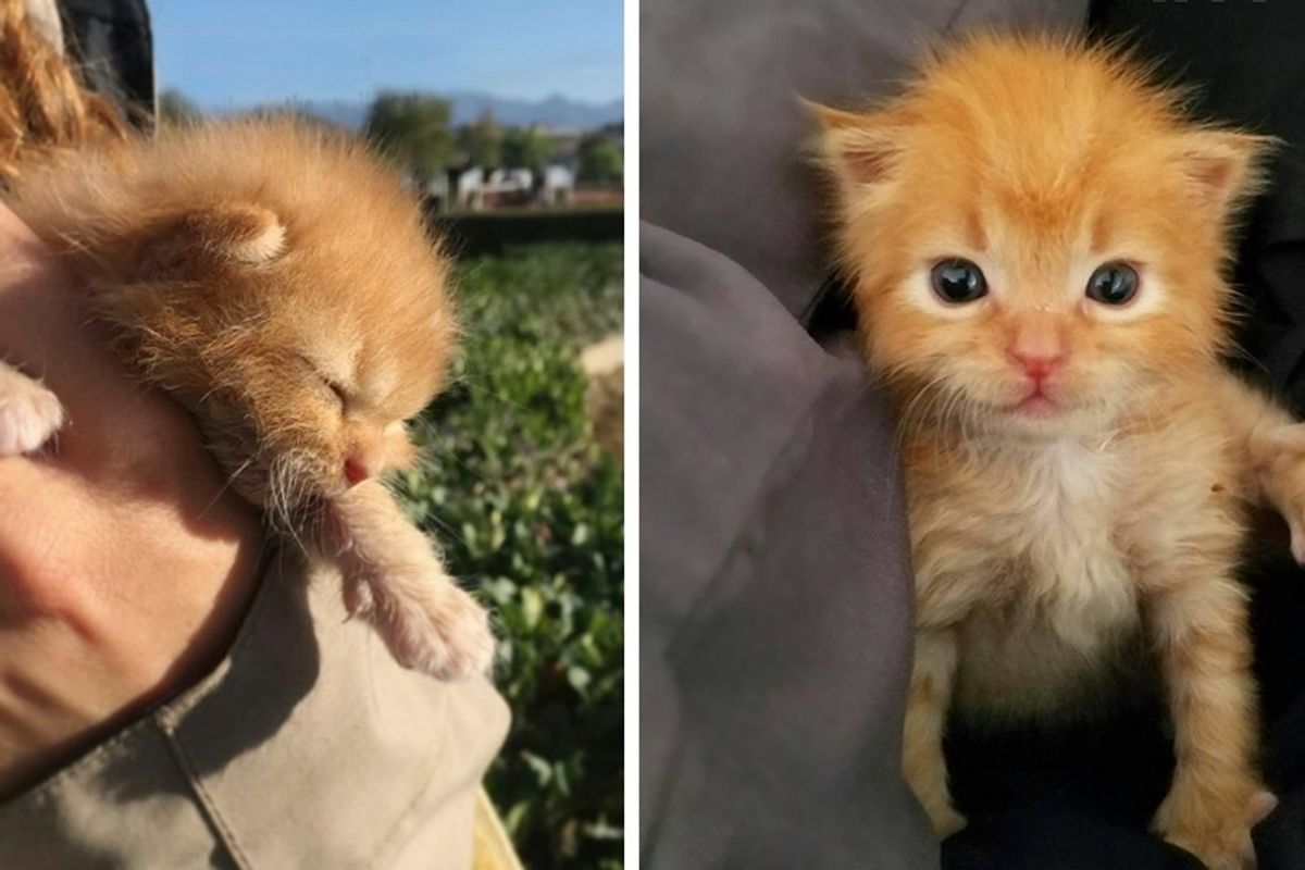 Kitten Found Crying Inside a Wall, Gets a New Mom to Love.