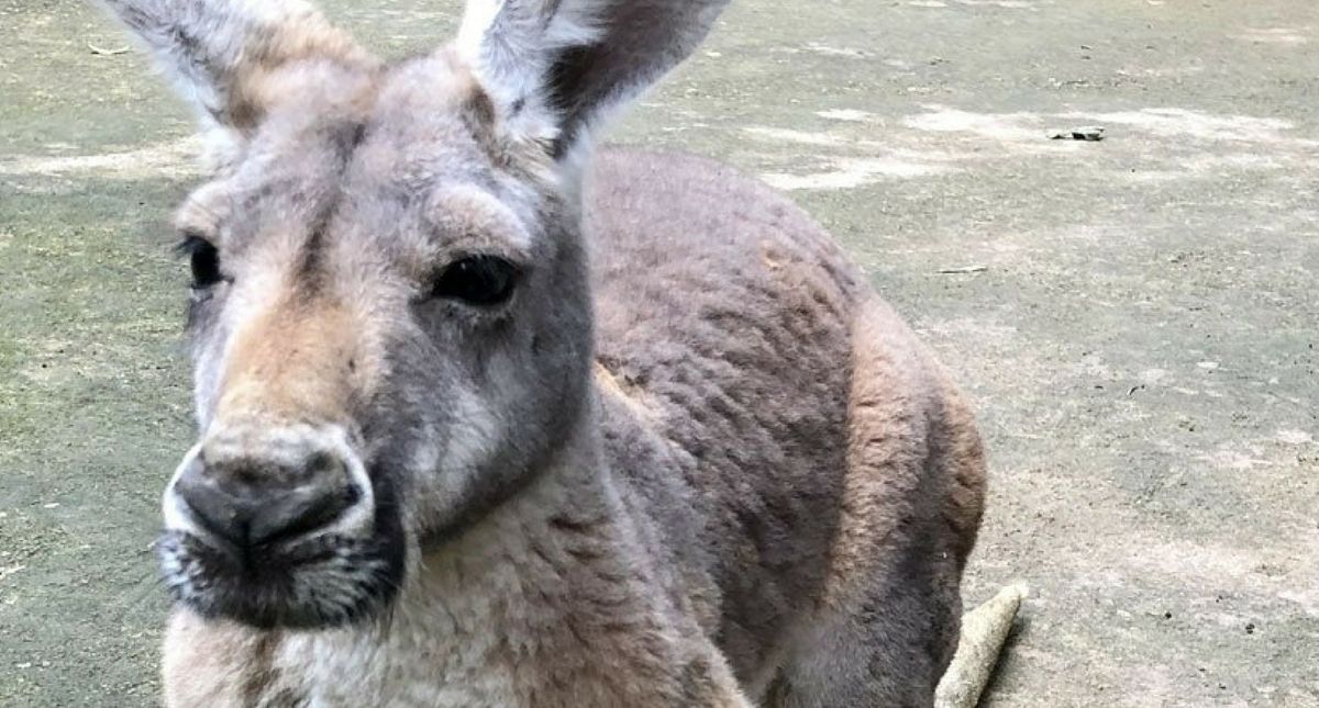 Kangaroo Dies After Visitors Hurl Rocks to Force Her to Jump Around