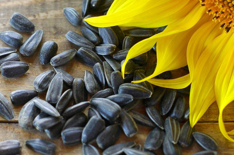 ace black oil sunflower seed