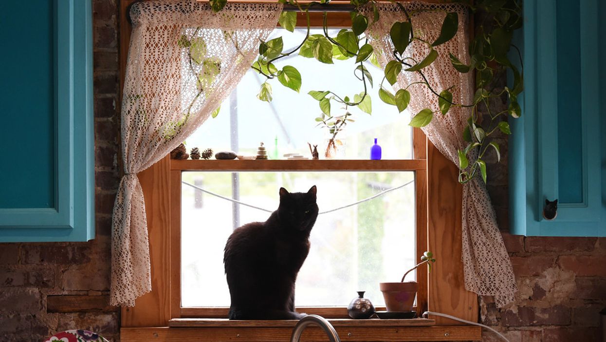 Nashville's first cat cafe is opening for business