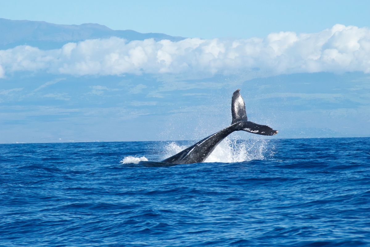 You Should Go Whale Watching And Here's Why