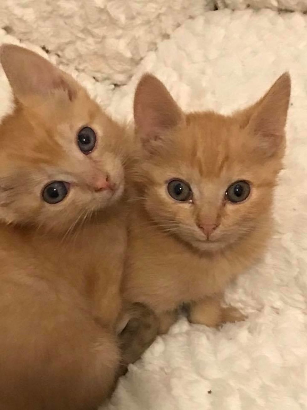 2 Ginger Kittens Rescued From Heartbreaking Situation, Find Someone