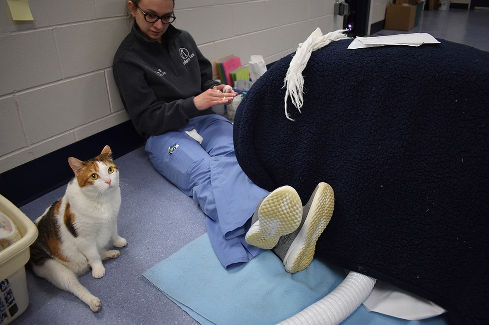 Wobbly Cat Comforts Rescued Animals That Come Through Shelter, and