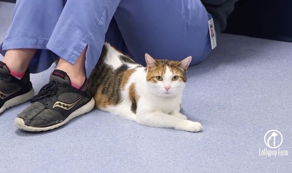 Wobbly Cat Comforts Rescued Animals That Come Through Shelter, and