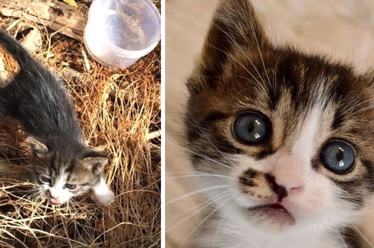 Kitten Found Near Dumpster is So Happy to Be Saved, She Can't Stop Cuddling Her Rescuers