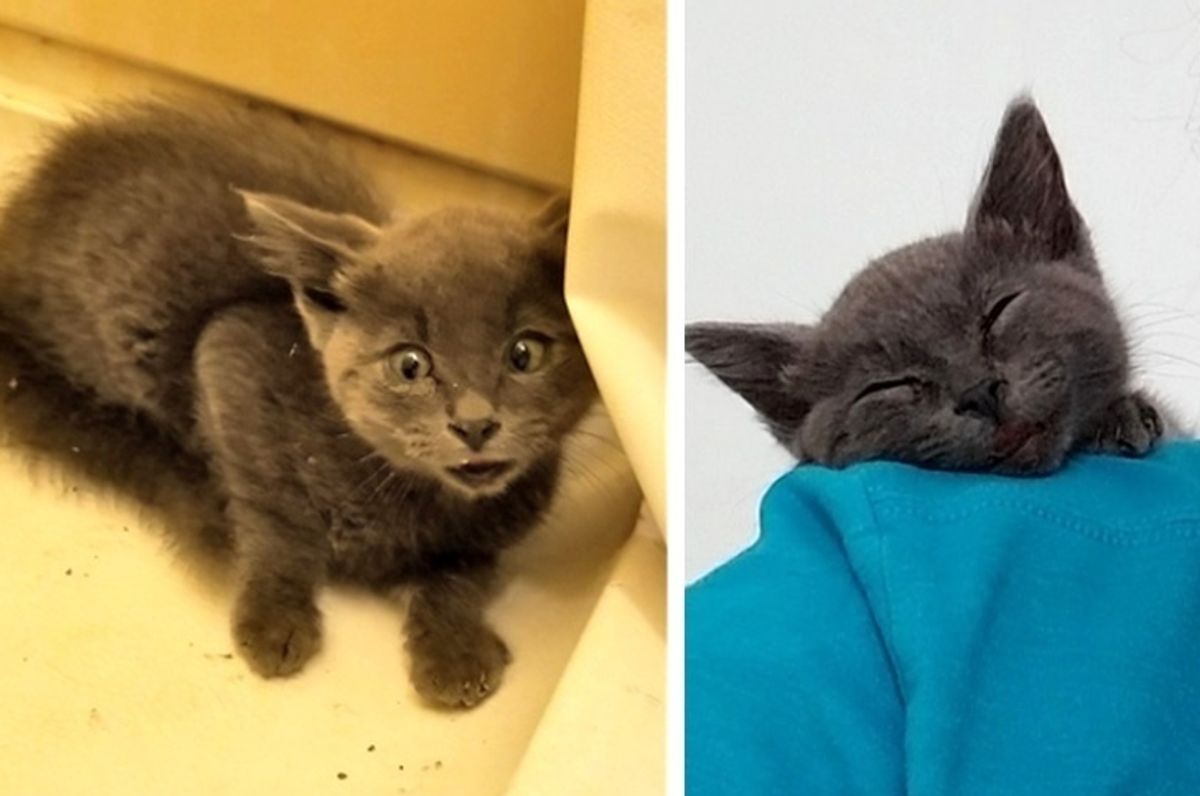 Kitten with Crooked Lip Rescued From Porch, Finds Love and Permanent Smile