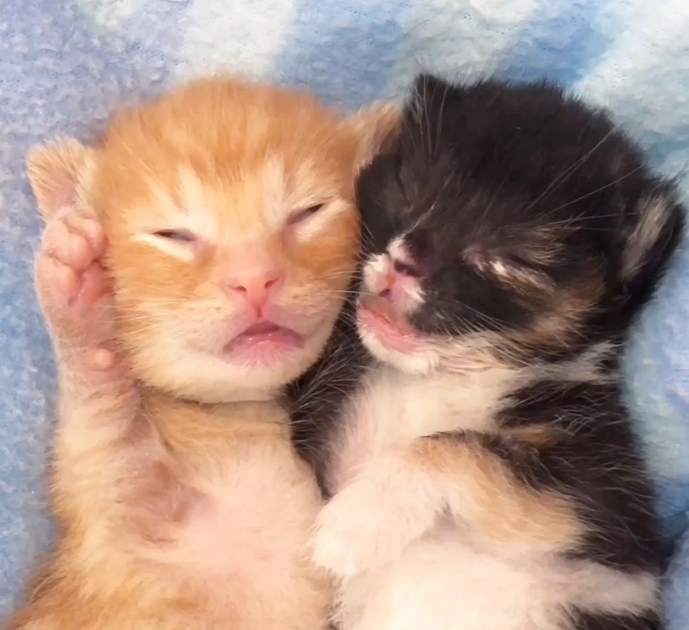 Kitten with Cleft Palate No One Knew Would Survive Her First Night