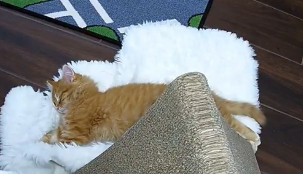 Donald Trump Says Bunch Of Dumb Shit While Stock Market Plunges. Look, Kittens!