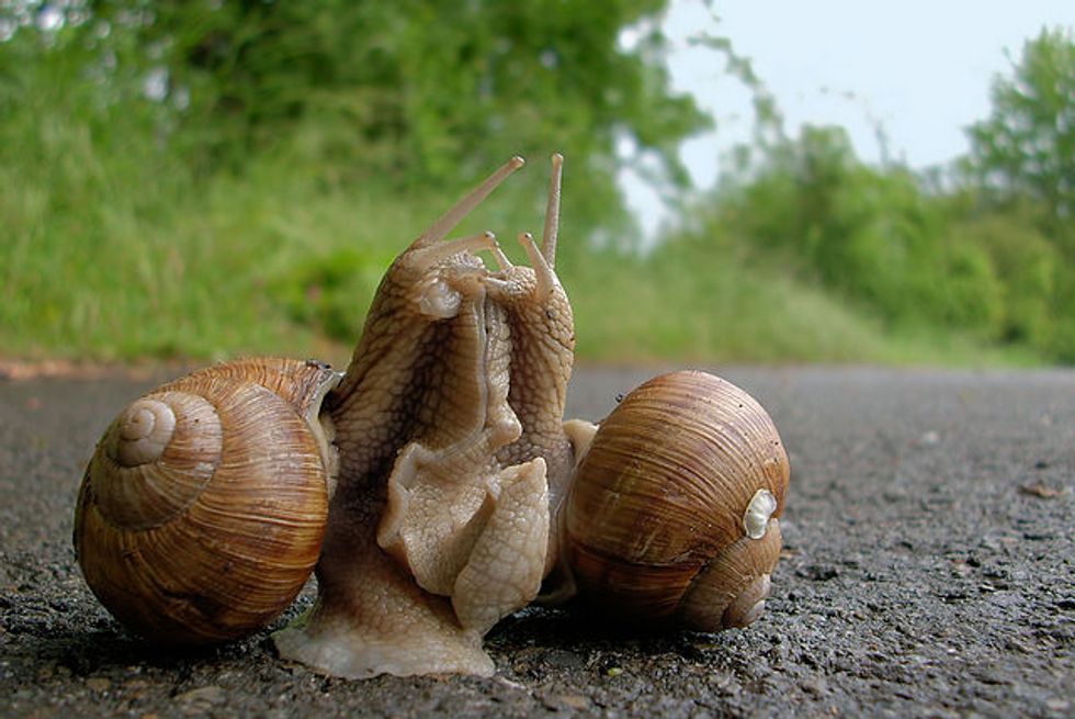 This Tale Of A Snail Finding Another Snail To Fuck Then Promptly Dying Will Warm Your Black Heart
