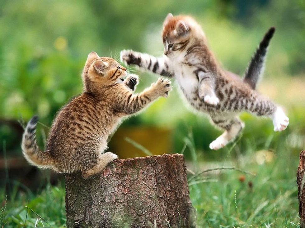 You Should Watch These Kittens, Science Says It's Good For You