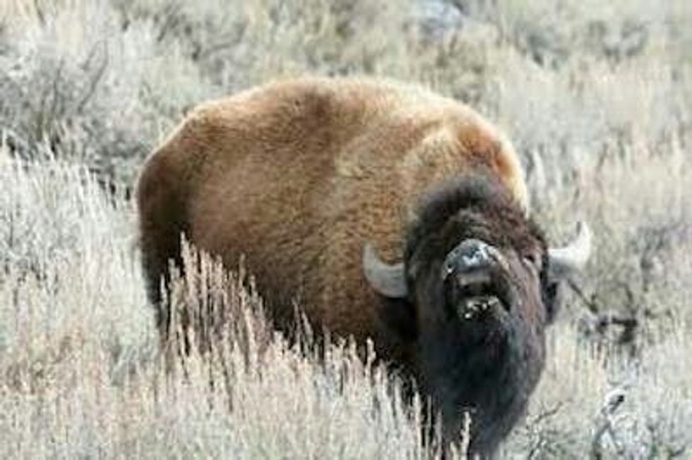 Wyoming Democrats: Hop On Your Buffaloes, It's Caucus Day!