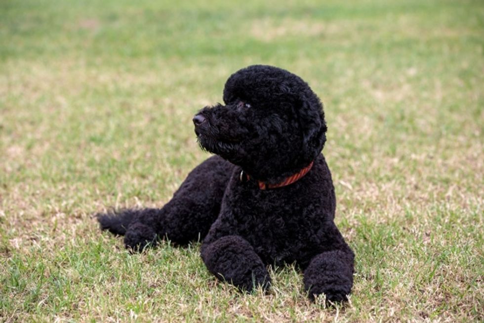 Garbage Free Beacon Writer Writing Garbage About The Obamas' Dog