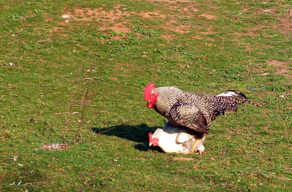 Darrell Issa Still F*cking That IRS Chicken