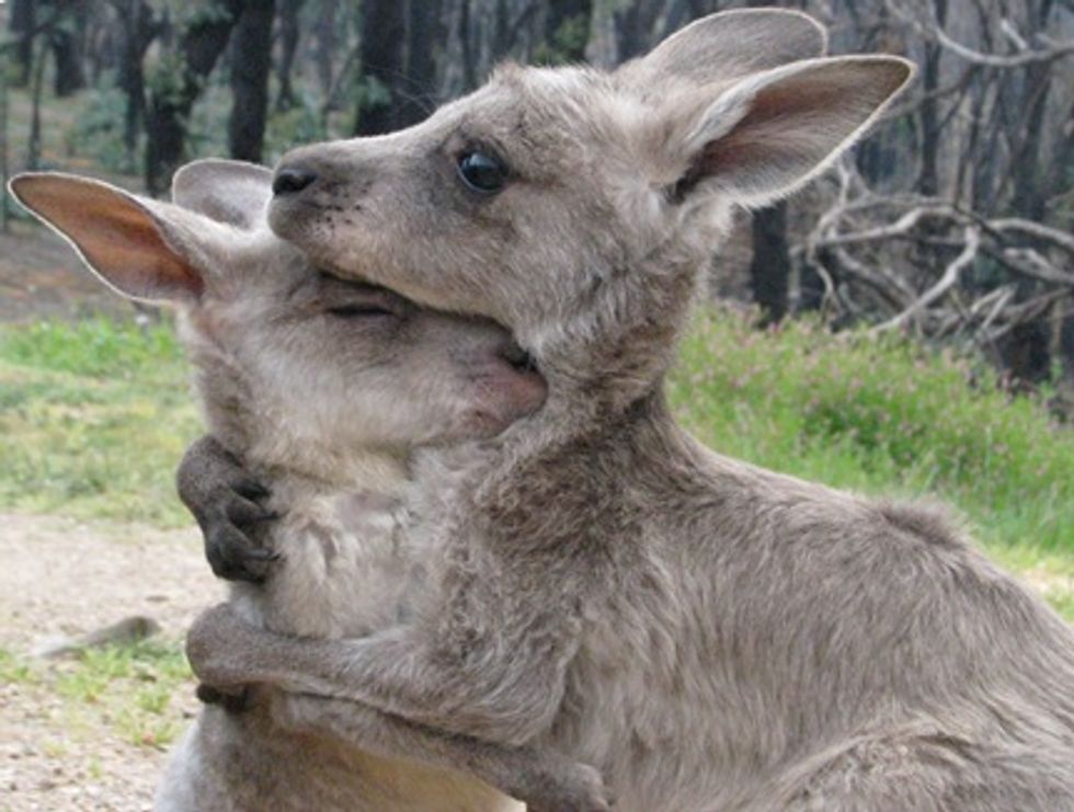Australian Supreme Court Sodomizes Capital's Gay Marriage Law
