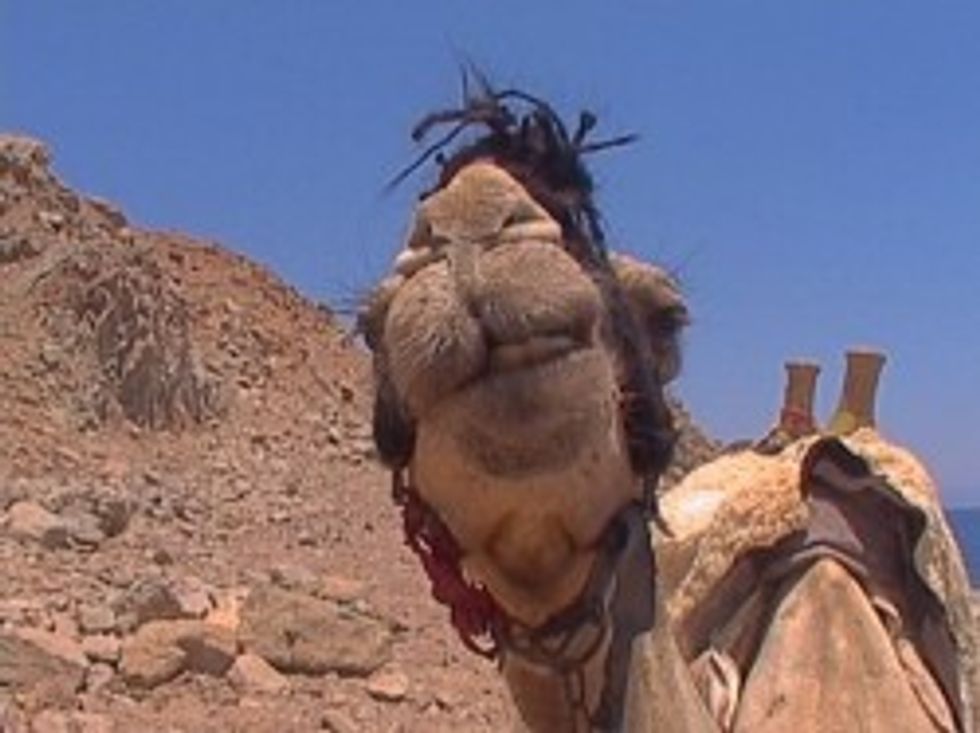 Adorable Underdog Somali Militants Offer Two Camels For Info On 'Lady Of Bill Clinton'