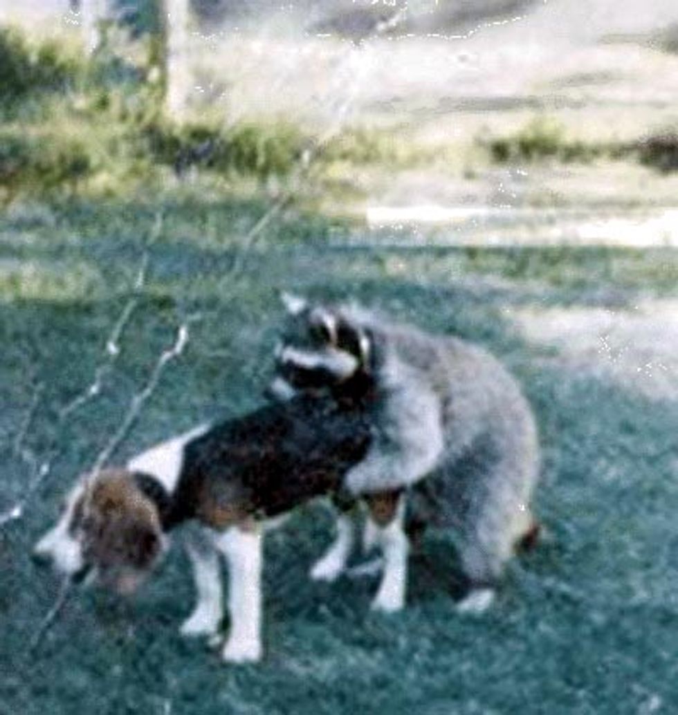 Raccoons Attack Barack Obama