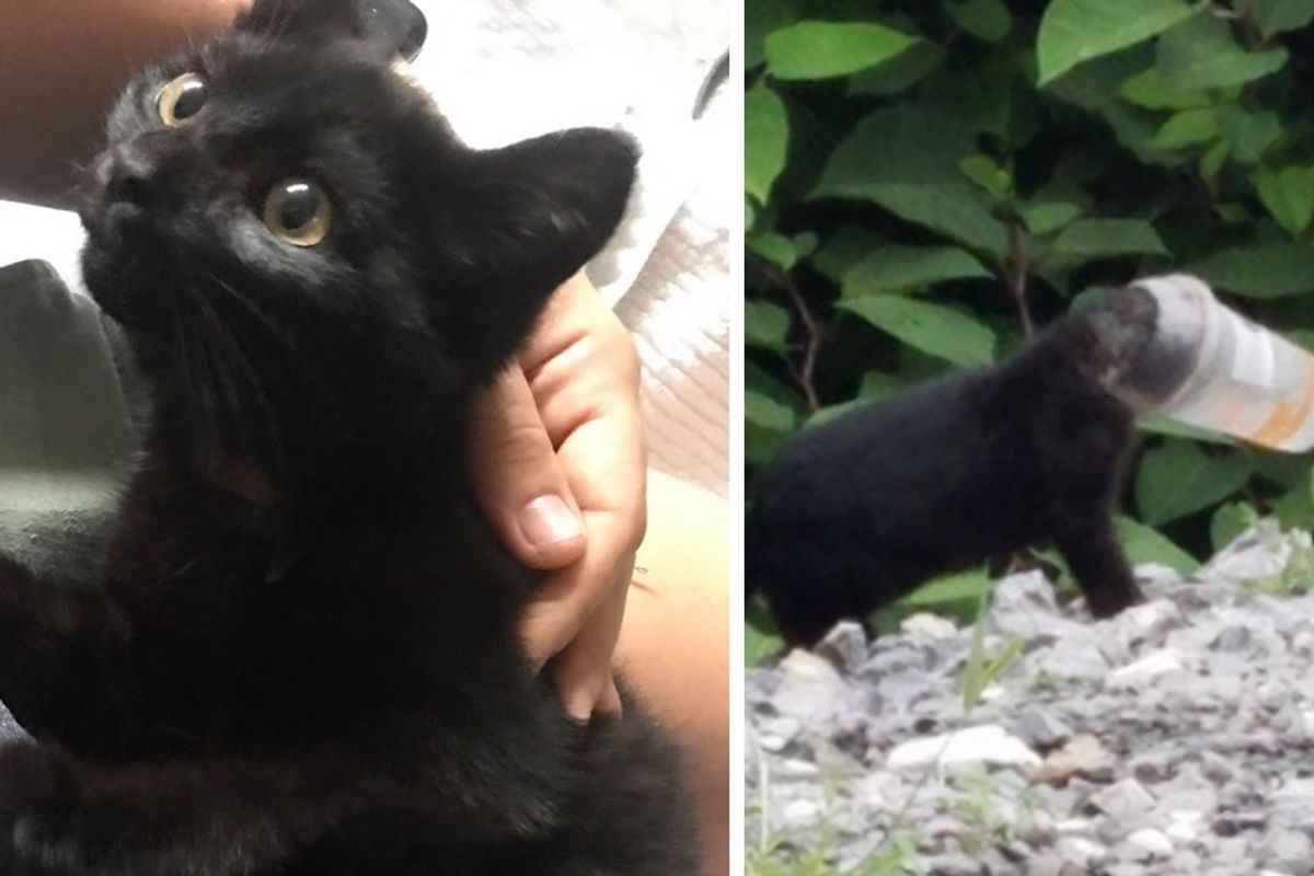 Kitten Found Stuck in a Cup, Leads Rescuers to Save His Entire Family