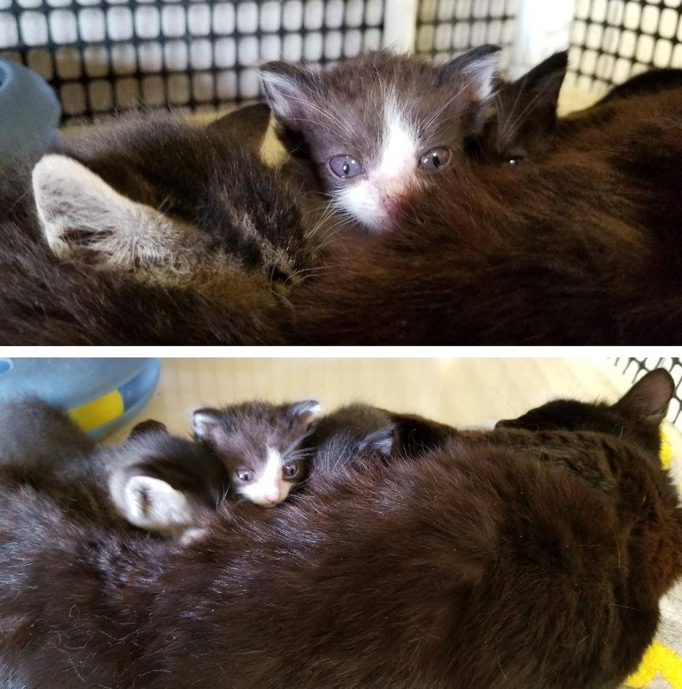 Runty Kitten Rejected by His Cat Mom, Finds Comfort Swaddled in Blanket