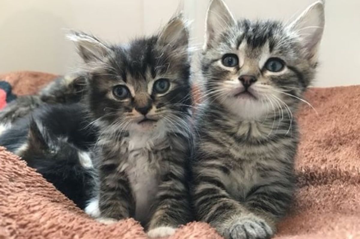 Kitten Saved from Hollow Tree, Brought Back to Life and Finds Love in a New Sister
