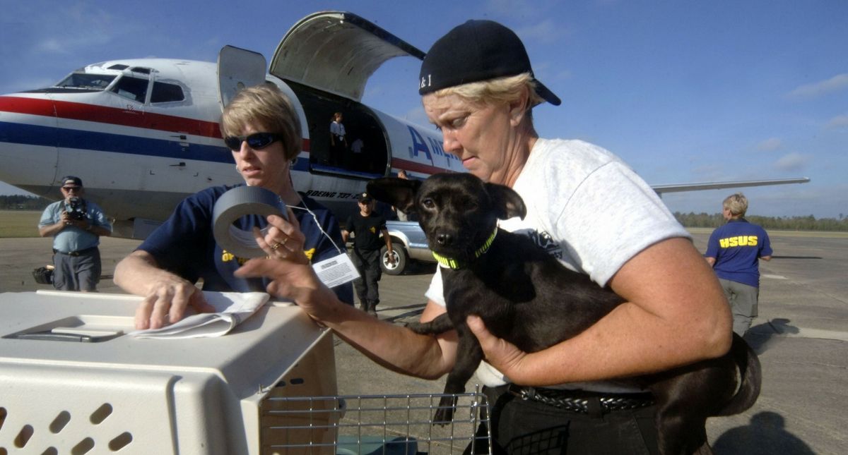 United Airlines Is Banning Certain Cat & Dog Breeds From Traveling in the Cargo Hold