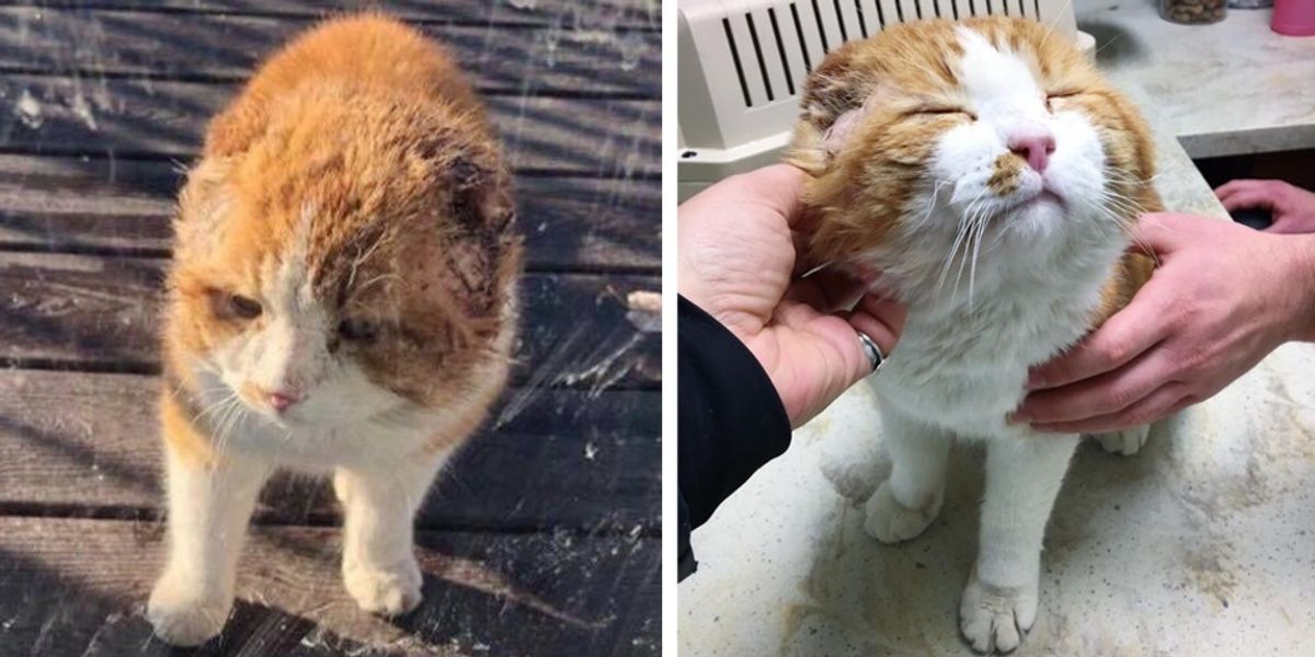 Woman Saves Earless Cat From Sad Life And The Kitty Can't Get Enough Of 