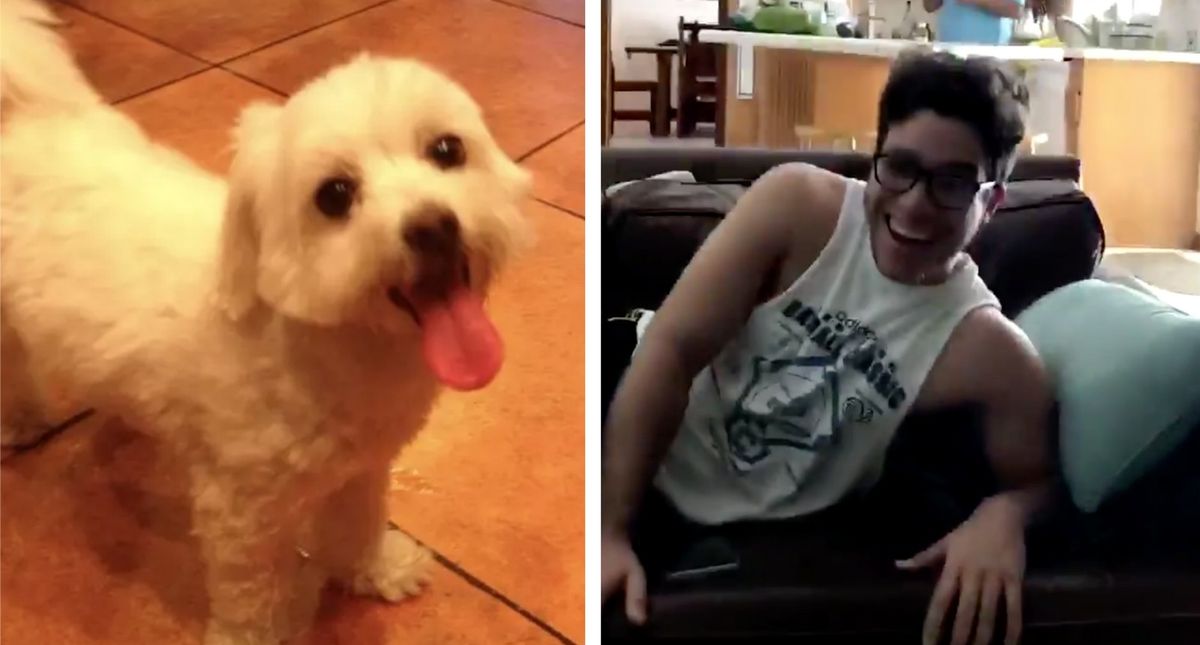 Dad Picks Up the Wrong Dog From the Groomers—And Becomes the Laughing Stock of the Internet