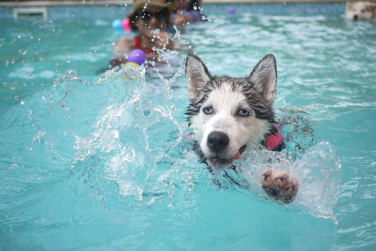 21 Ways College Kids Spend The Dog Days Of Summer Like These 21 Good Doggos