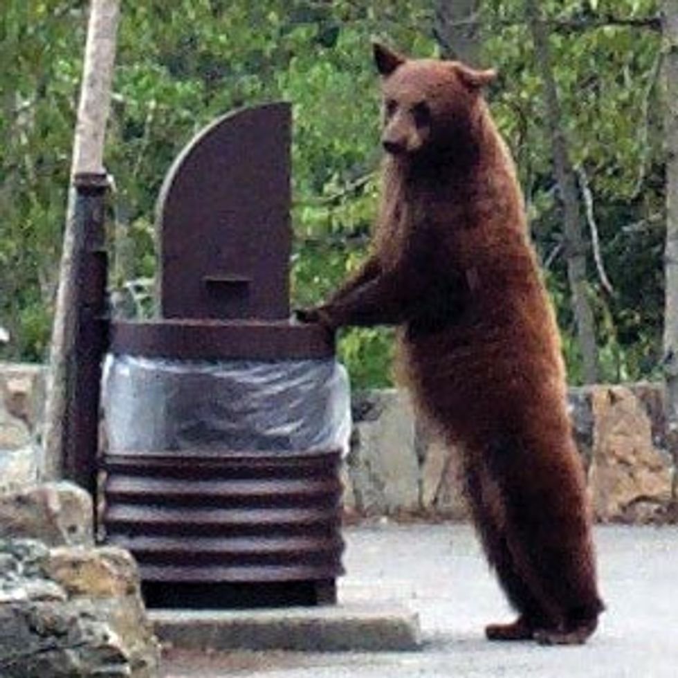Bitters Kill Bear, Cover It With Obama Posters, What Is Wrong With People