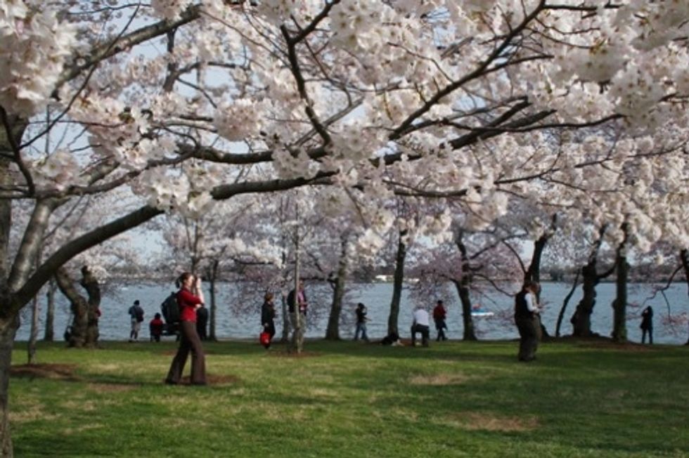 Cherry Blossoms Save Washington, America