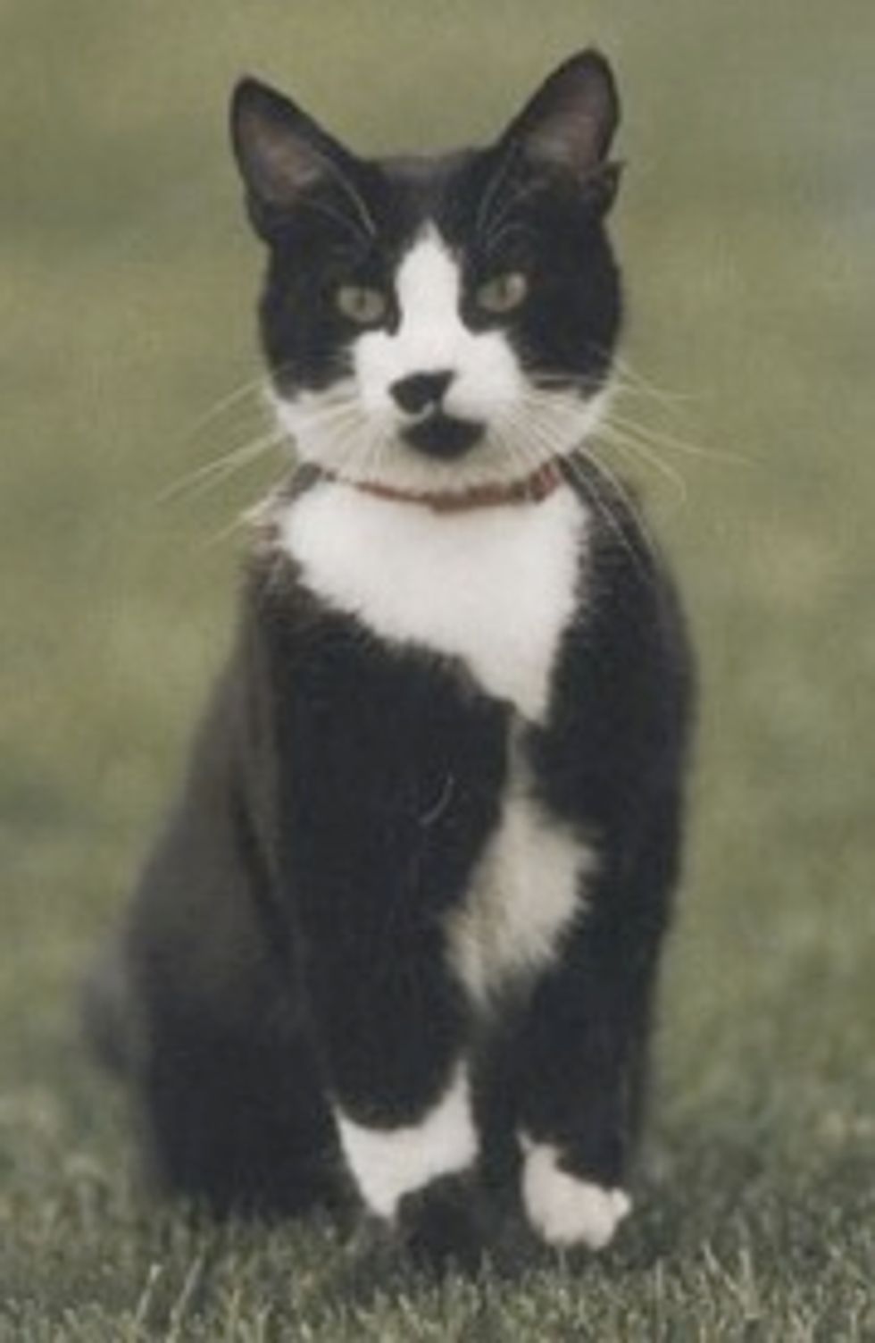 Socks, Clintons' Abandoned Cat, Finally Dies