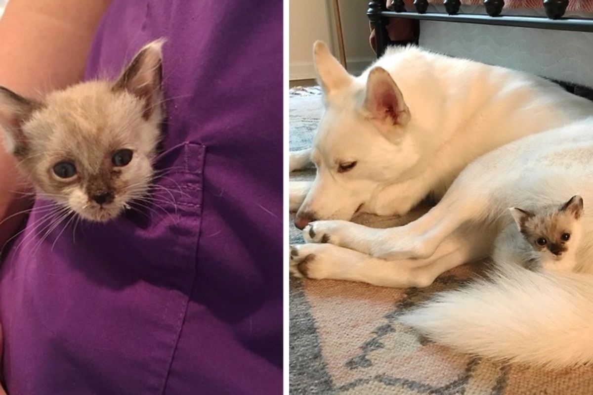 Kitten with Tiny Body Found as Orphan, Thinks Everyone She Meets is Her Mom