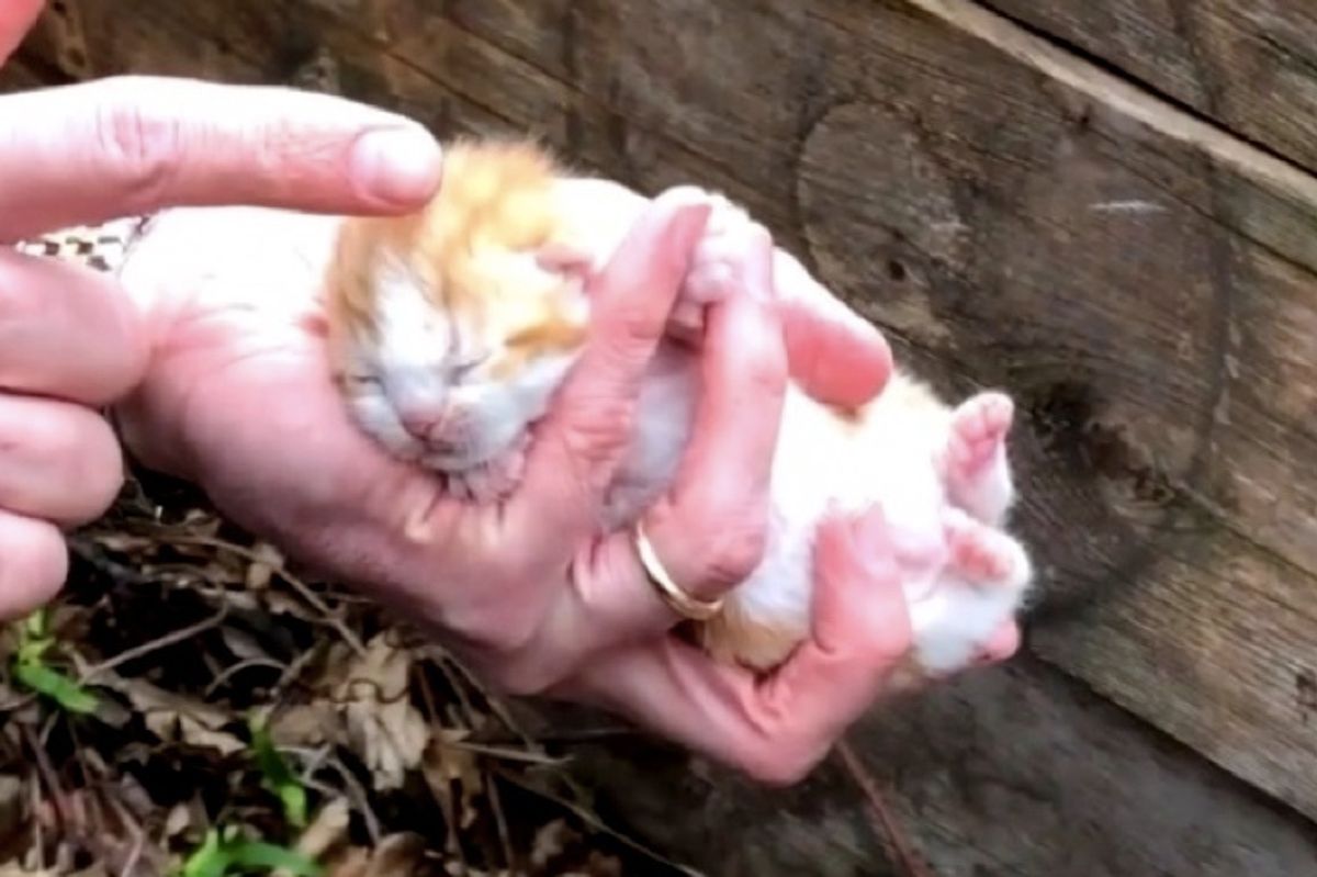 Rescuers Save Cat Mom and Her Surviving Kittens Hidden Under Large Piece of Wood