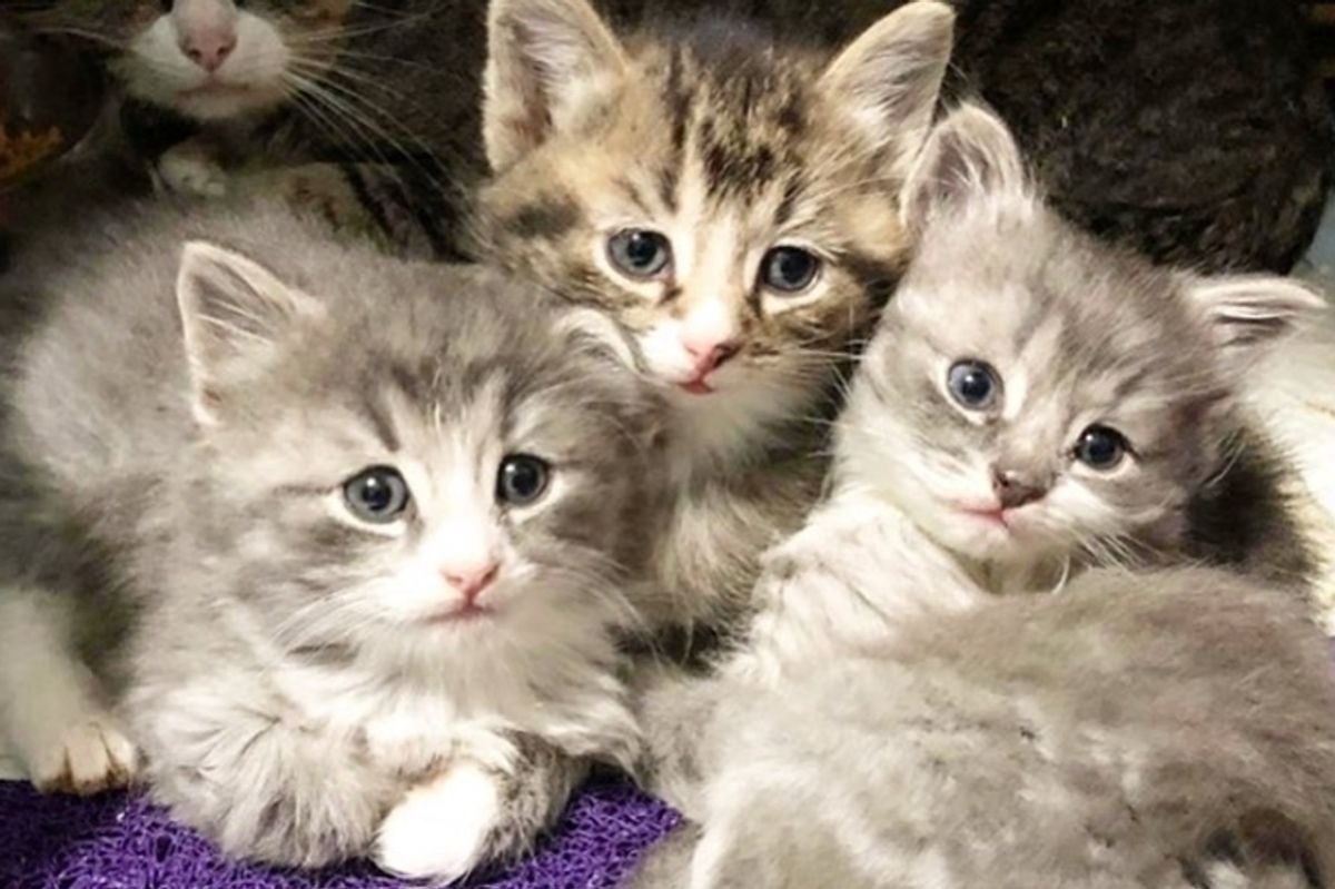 Woman Went to Adopt 2 Kittens But Couldn't Get Their Special Needs Brother Out of Her Mind