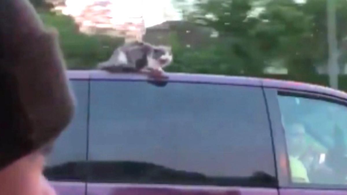 This Week In Weird News: Clinging Cat Takes A Ride On The Roof