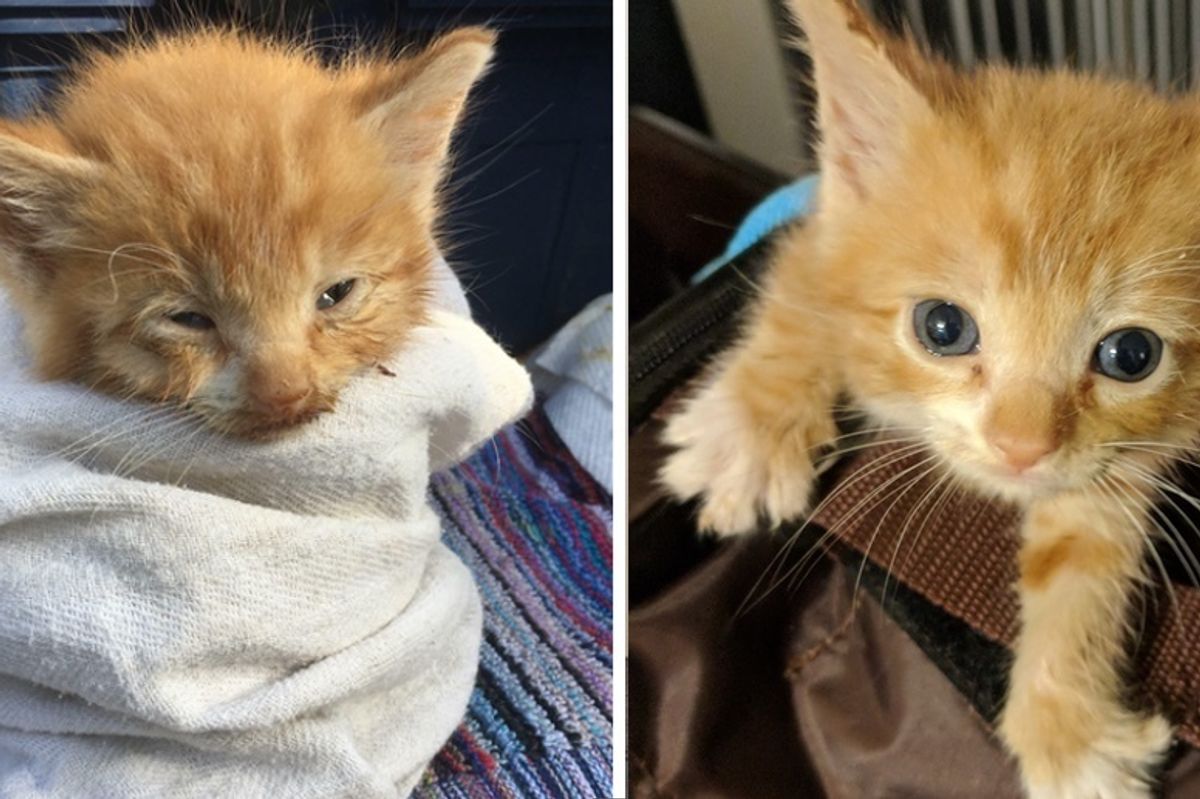 Kitten Who Lived on a Roof, Finds Love and Can't Stop Purring