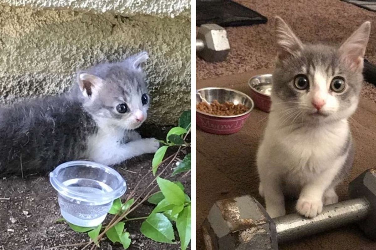 Woman Saved Kitten from Driveway But Didn't Know Her Life Would Be Changed Forever too