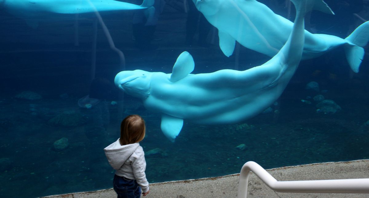 For The Record: No, Beluga Whales Don't Actually Have Legs - Comic Sands