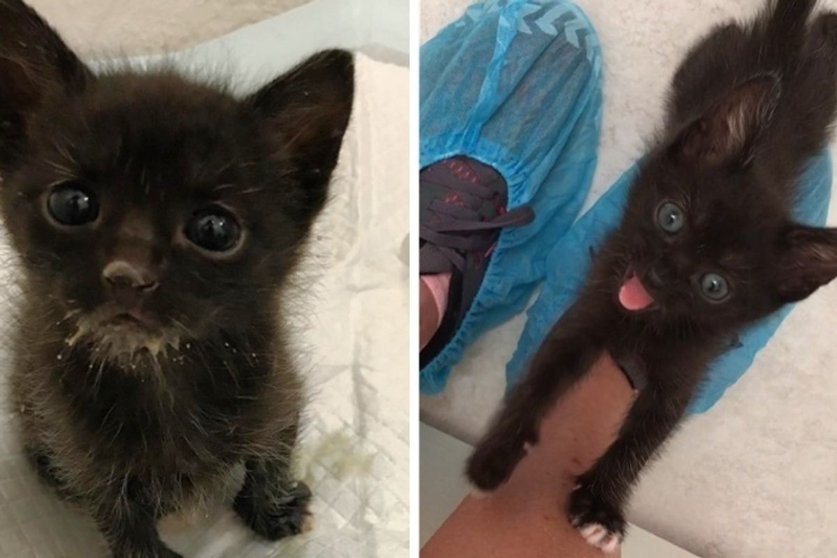 Kitten No One Knew Would Survive, Beats the Odds and Can't Stop Squeaking for Love