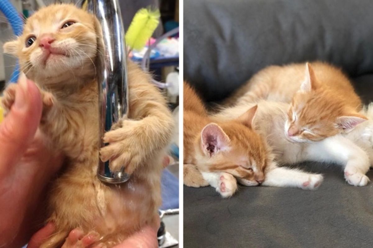 Kitten Comforts His 2 Brothers with Deformity and Won't Leave Their Side