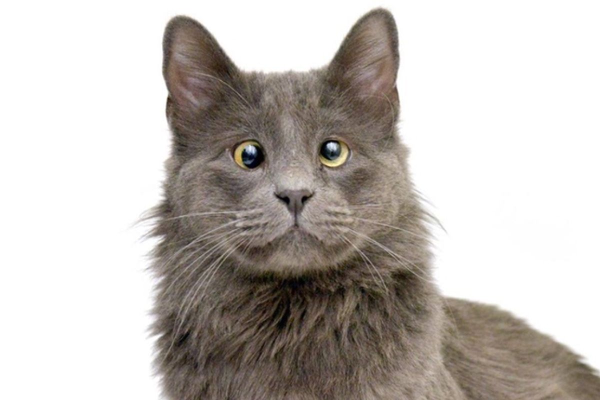 Shelter Cat with Cutest Quirk in His Eyes is Eager to Find a Place to Call His Own