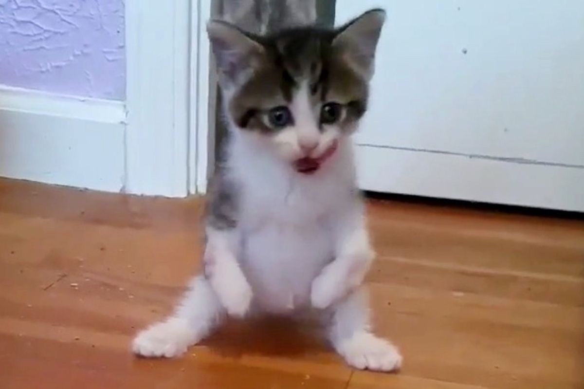 Kitten Stands on 2 Paws Doesn't Let Her Condition Hold Her Back