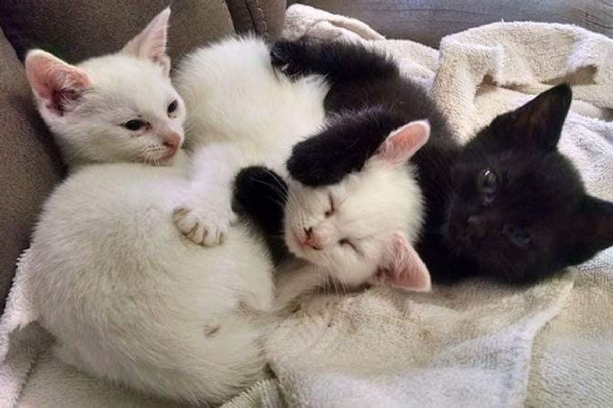 Woman Went to Adopt Two Kittens But Ended Up Rescuing Three