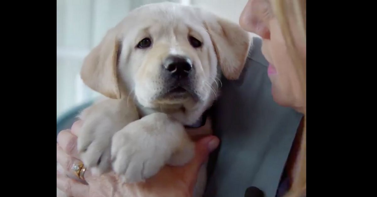 Cuteness Overload: These Five Puppies Are On A Journey To Become Guide Dogs For The Blind