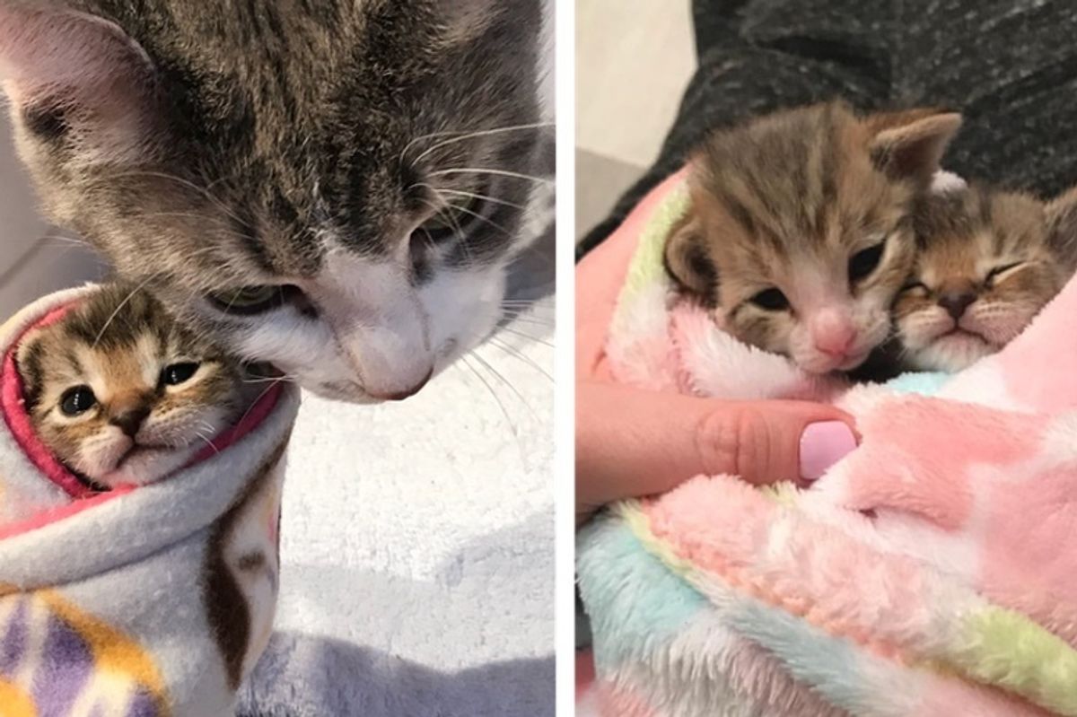 Kittens Rescued Along With Their Cat Mom, Cuddle Their Way into Loving Home